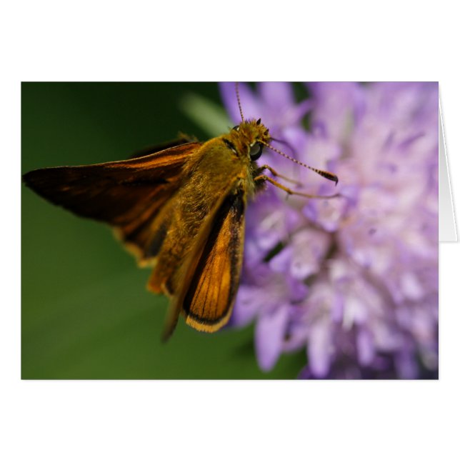 Thymelicus lineola (Front Horizontal)