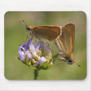 Thymelicus lineola mouse pad