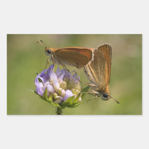Thymelicus lineola rectangular sticker