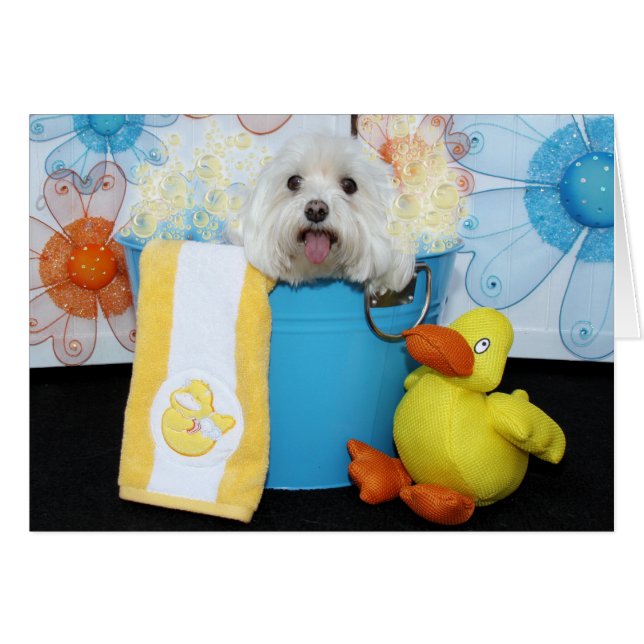 Tia - Maltese (Front Horizontal)