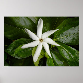 Tiare Blossom Poster