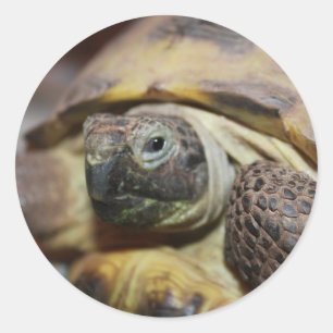Tibbs Classic Round Sticker