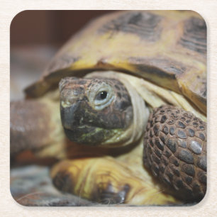 Tibbs Square Paper Coaster