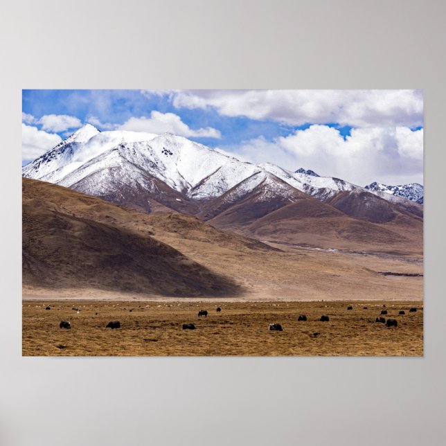 Tibet - Mountain landscape with yaks Poster (Front)