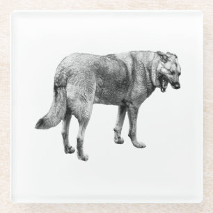 Tibetan/German Shepherd Mix Coaster