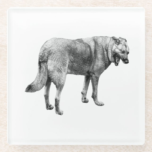 Tibetan/German Shepherd Mix Coaster (Front)
