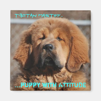 Tibetan Mastiff Attitude Magnet