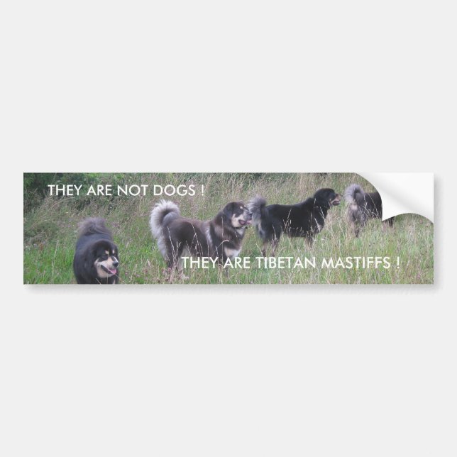 TIBETAN MASTIFF BUMPER STICKER (Front)