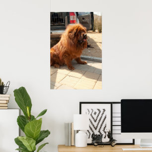 Tibetan Mastiff pup Poster