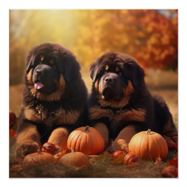 Tibetan Mastiff Puppy Autumn Delight Pumpkin  Poster (Front)