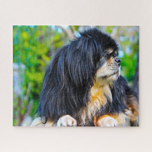 Tibetan Spaniel Dogs Jigsaws. Jigsaw Puzzle (Horizontal)