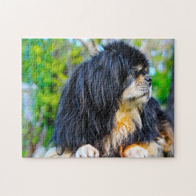 Tibetan Spaniel Dogs Jigsaws. Jigsaw Puzzle (Horizontal)