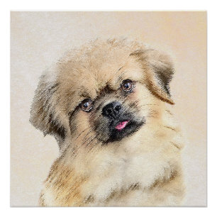 Tibetan Spaniel Painting - Cute Original Dog Art Poster