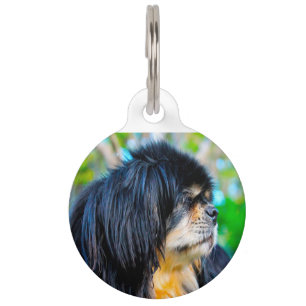 Tibetan Spaniel. Pet Tag