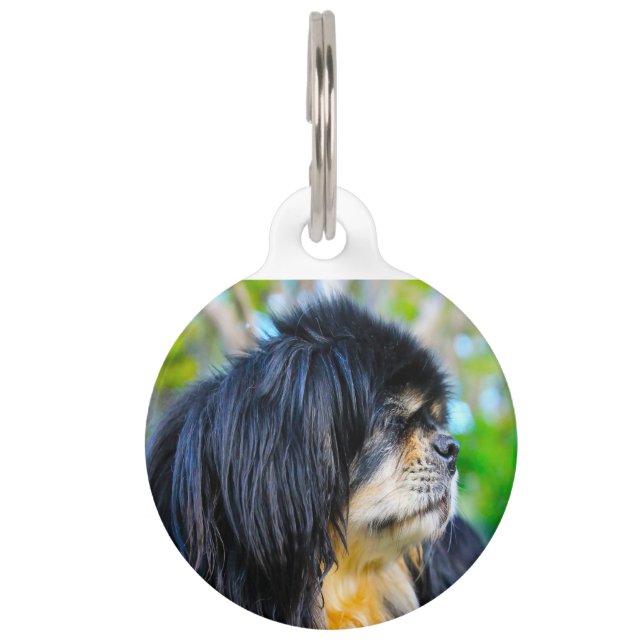 Tibetan Spaniel. Pet Tag (Front)