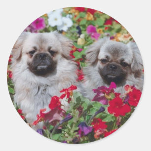 Tibetan Spaniel Sticker