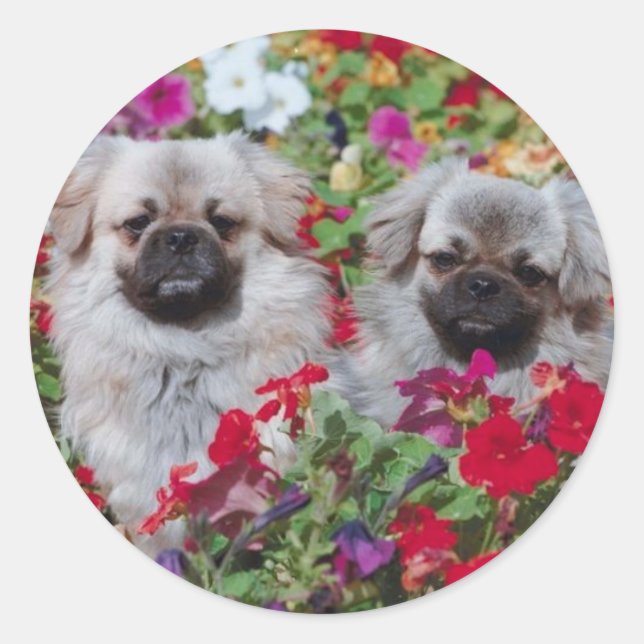 Tibetan Spaniel Sticker (Front)