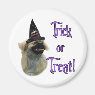 Tibetan Spaniel Trick Magnet