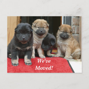 Tibetan Spaniel We've Moved New Address Postcard