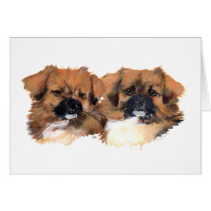 Tibetan Spaniels Head Study