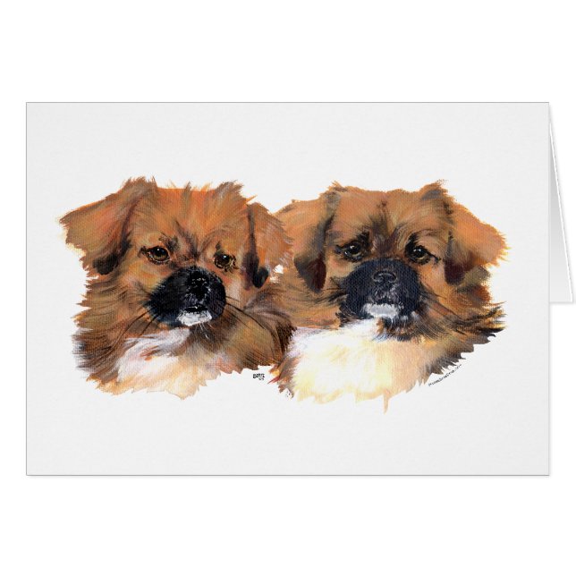 Tibetan Spaniels Head Study (Front Horizontal)