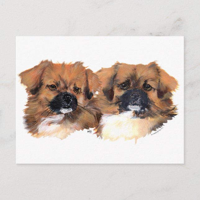 Tibetan Spaniels Head Study Postcard (Front)