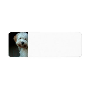 tibetan terrier 2 return address label