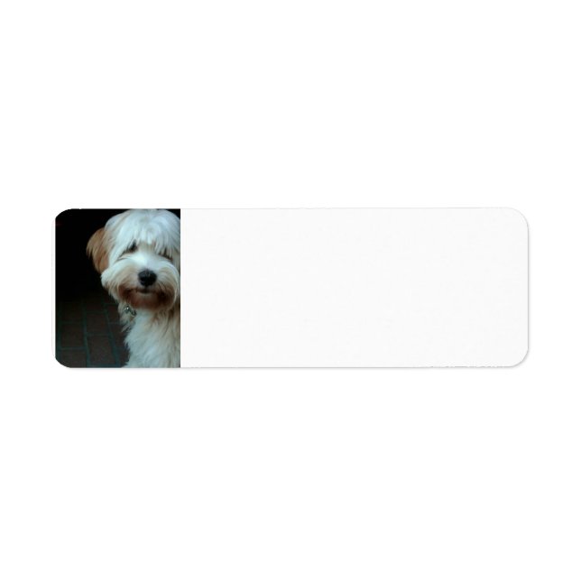 tibetan terrier 2 return address label (Front)