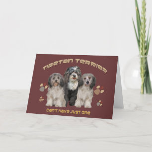 Tibetan Terrier All Occasion Greeting Card
