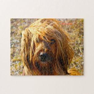 Tibetan Terrier Dog Jigsaws. Jigsaw Puzzle
