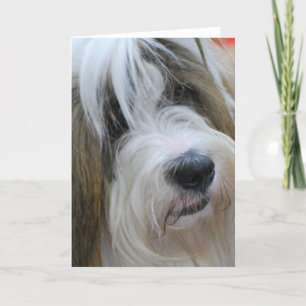 Tibetan Terrier Greeting Cards