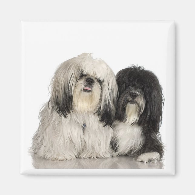 Tibetan Terrier Magnet (Front)