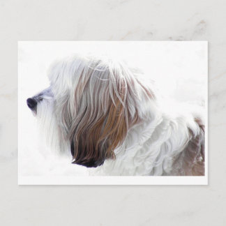 Tibetan Terrier Postcard