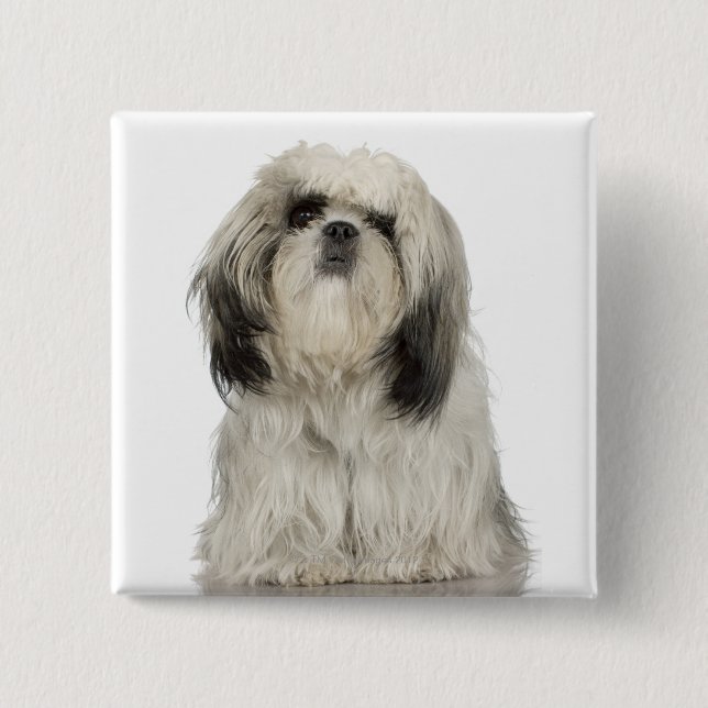 Tibetan Terrier Puppy 15 Cm Square Badge (Front)