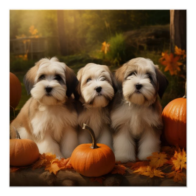 Tibetan Terrier Puppy Autumn Delight Pumpkin Poster (Front)