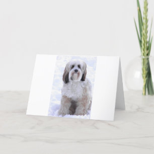 Tibetan Terrier Sable and White Card