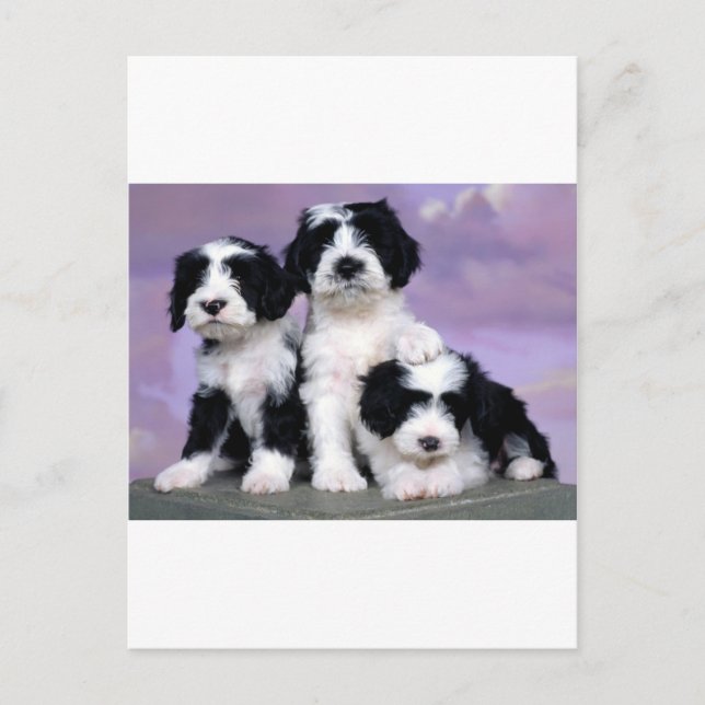 Tibetern terriers postcard (Front)