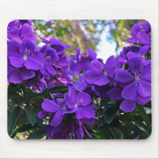 Tibouchina flowers mouse pad