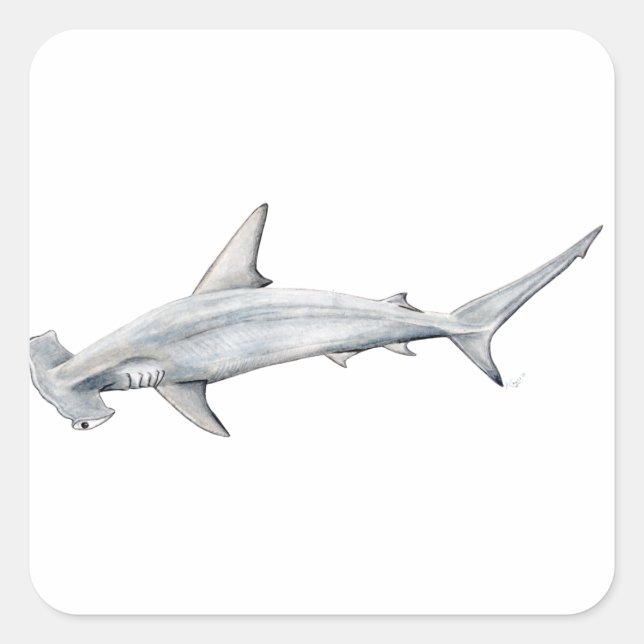 Tiburon martillo - Hammer head shark Square Sticker (Front)