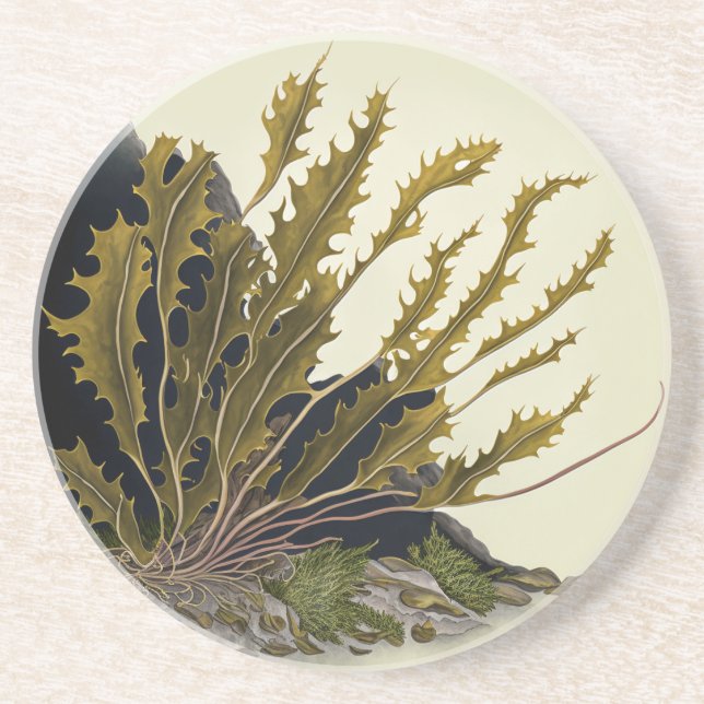 Tidal Fronds Coaster (Front)