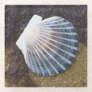 Tidal Pool Glass Coaster