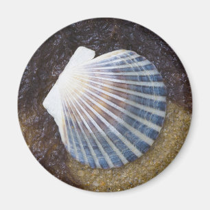Tidal Pool Magnet