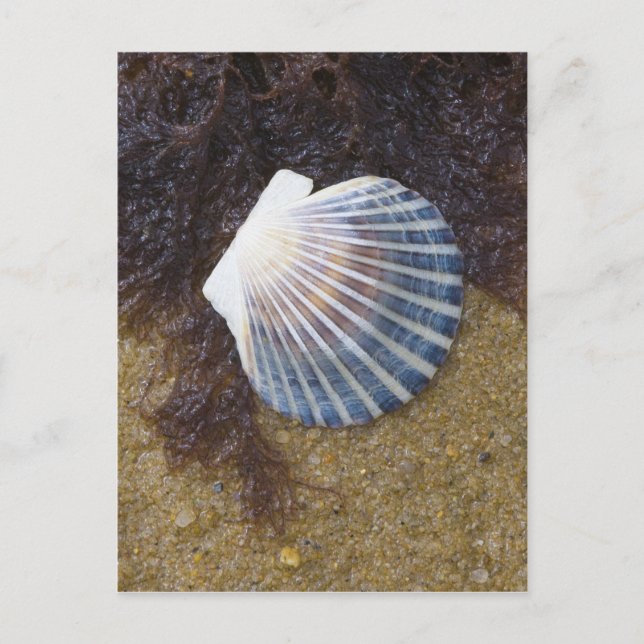 Tidal Pool Postcard (Front)