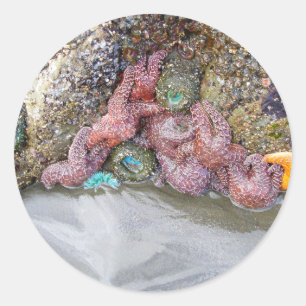 Tidal Pool, Ruby Beach, Olympic National Park Classic Round Sticker