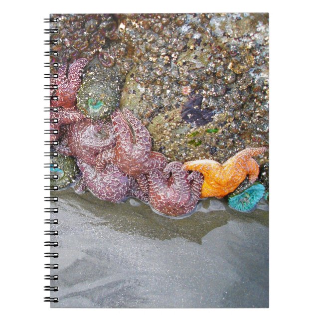 Tidal Pool, Ruby Beach, Olympic National Park Notebook (Front)