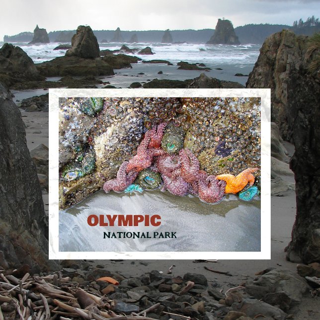 Tidal Pool, Ruby Beach, Olympic National Park Postcard (Creator Uploaded)