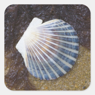 Tidal Pool Square Sticker