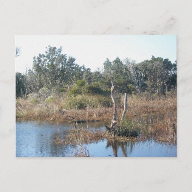 Tidal Wetland Buxton NC OBX Postcard (Front)
