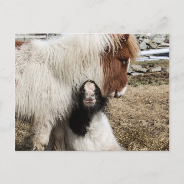 TIddles and Storm plain postcard (Front)