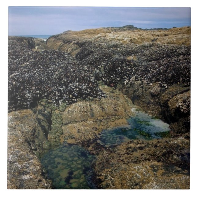 Tide Pools at Bob Creek, OR Ceramic Tile (Front)